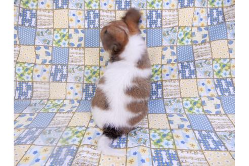 成約済の千葉県のチワワ(ロングコート)-98484の4枚目